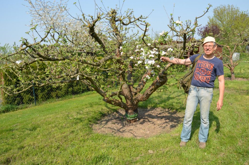 Ohne Veredlung funktioniert der Obstbau nicht