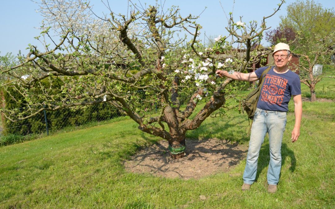 Ohne Veredlung funktioniert der Obstbau nicht – kopulieren, aus zwei mach eins